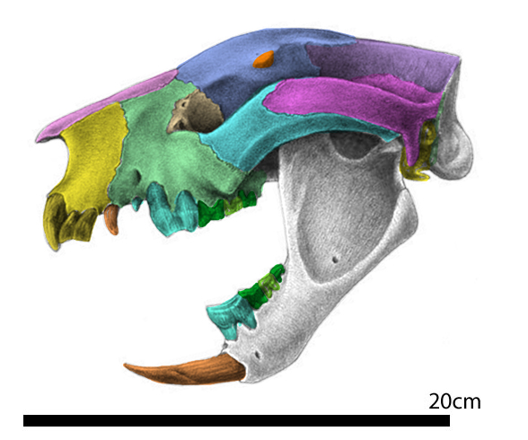 Wakaleo skull