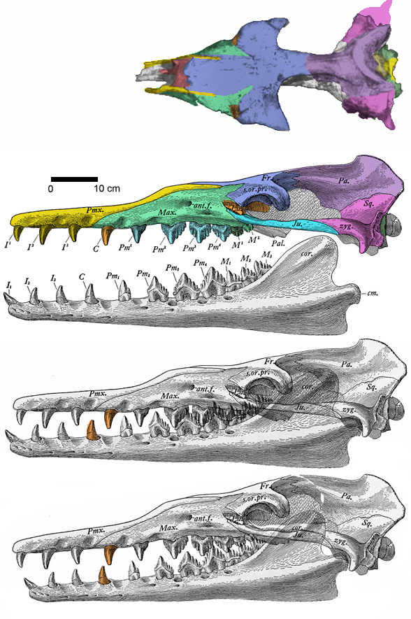 Zydorhiza skull