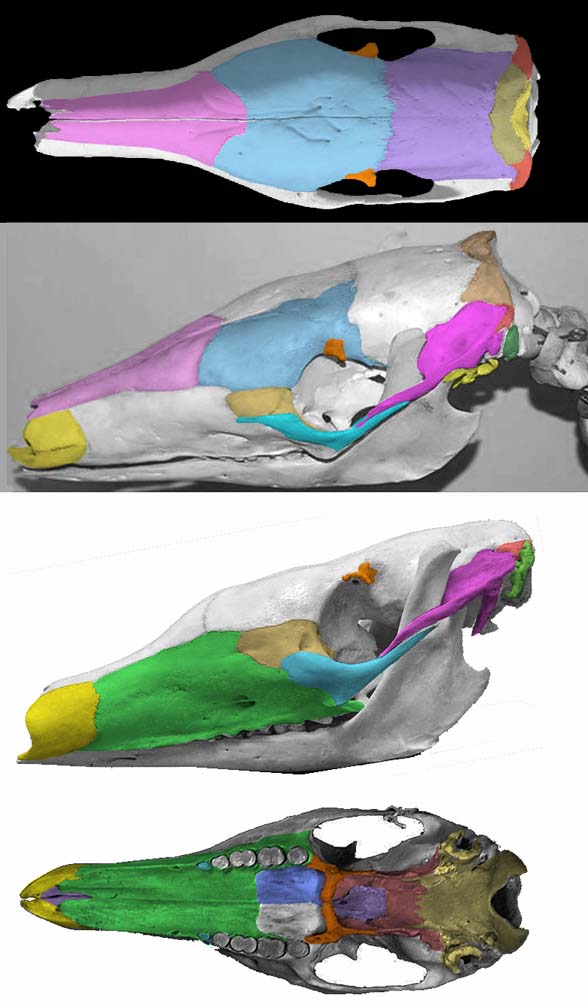 Orycteropus aardvark skull