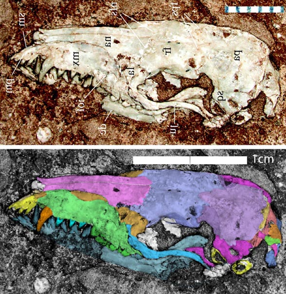 Acristotherium skull