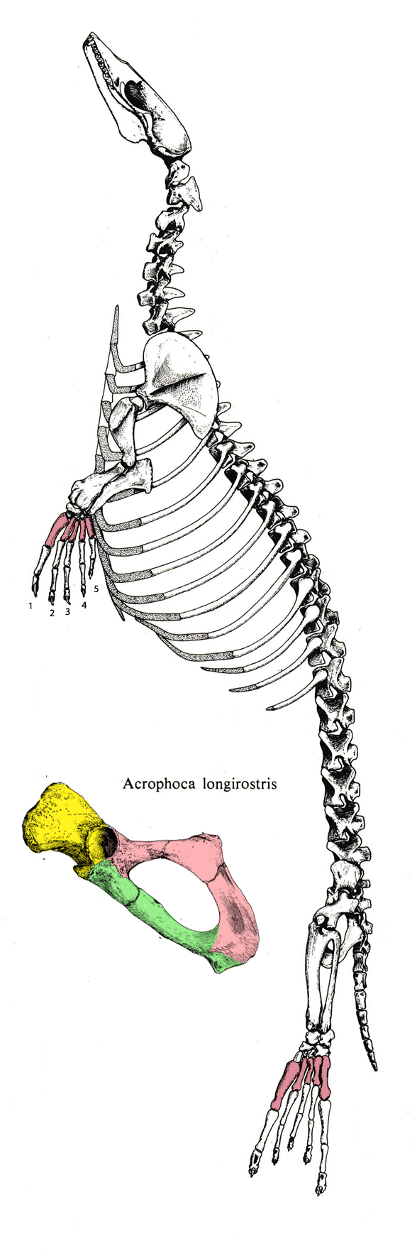 Acrophoca skeleton