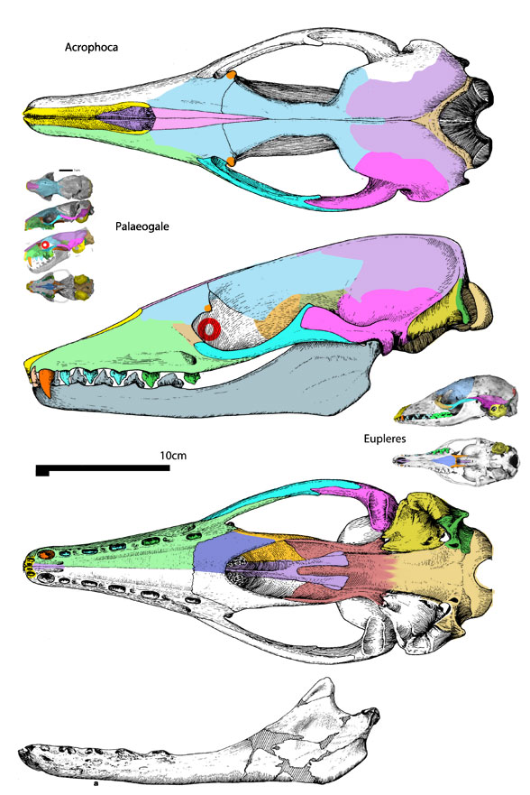 Acrophoca skull