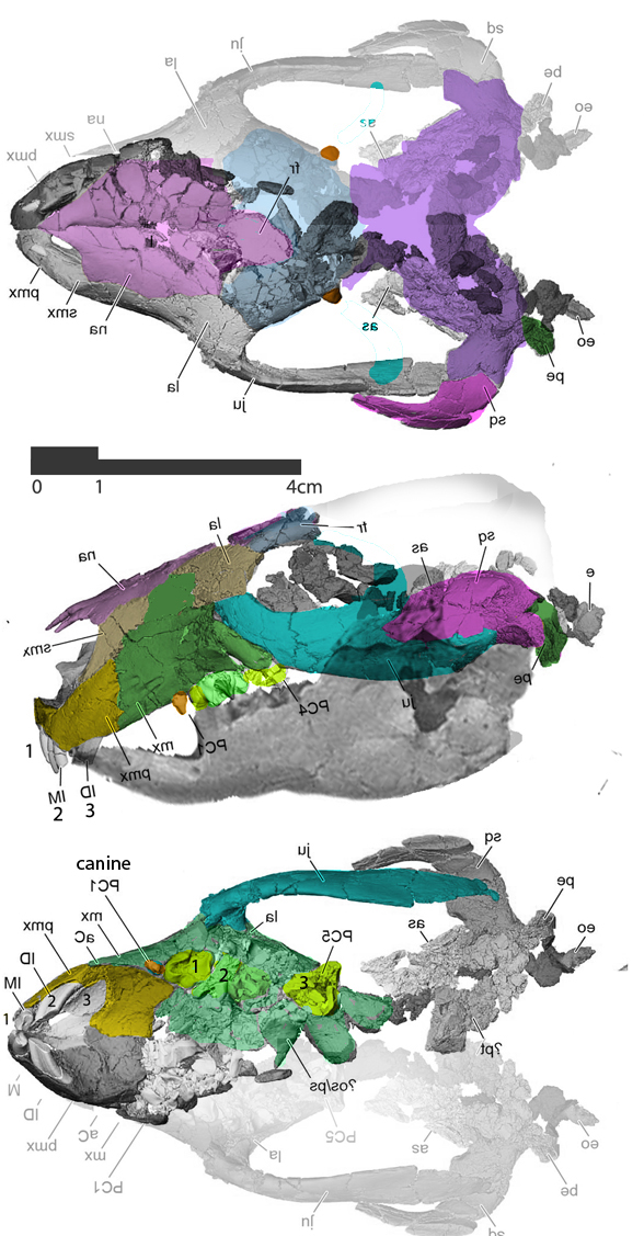 Adalatherium skull