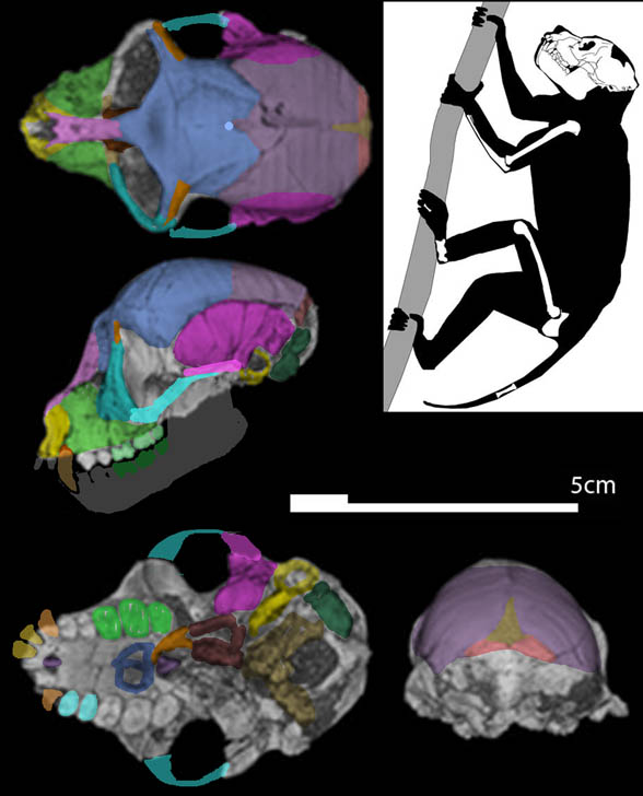 Aegyptopithecus skull 4 views