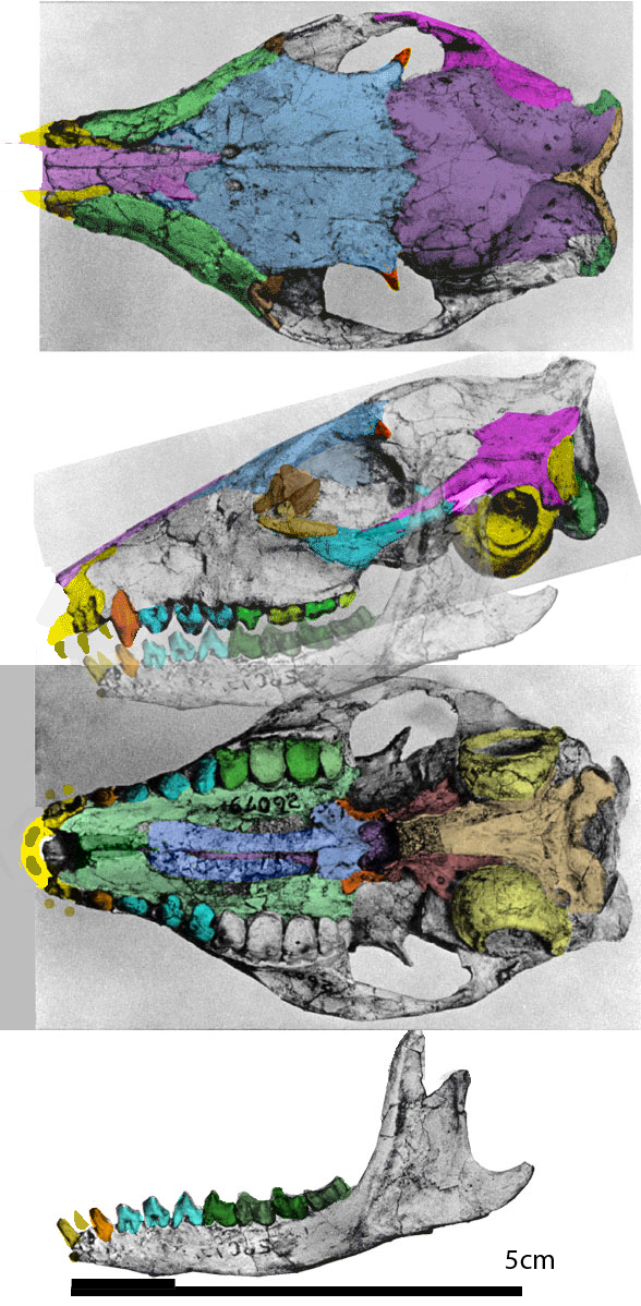 Anagale skull