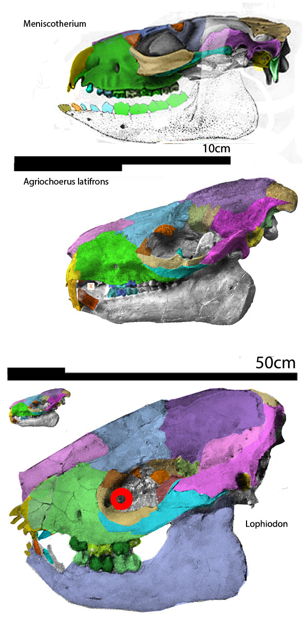 Agriochoerus latifrons and Lophiodon skulls