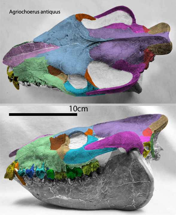 Agrichoerus skull