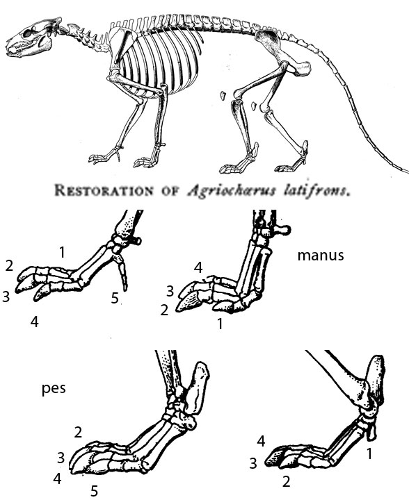 Agriochoerus latifrons diagram