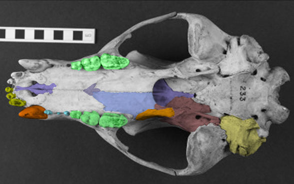 Ailurus palate