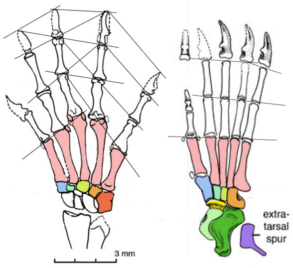 Akidolestes manus pes