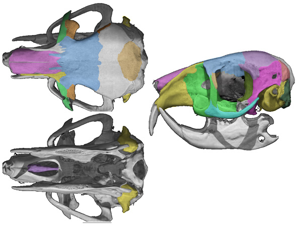 Allactaga skull