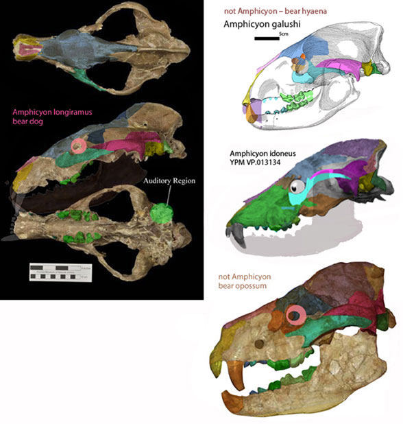 Amphicyon idoneus compared