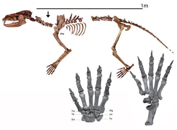 Amphicyon skeleton