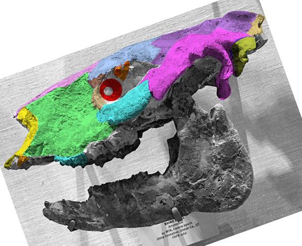 Amynodon skull