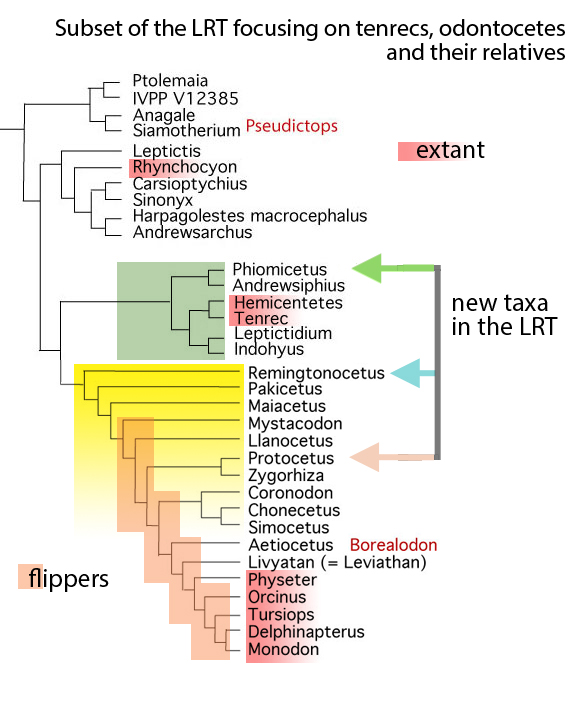 Anagalid-odontocete cladogram