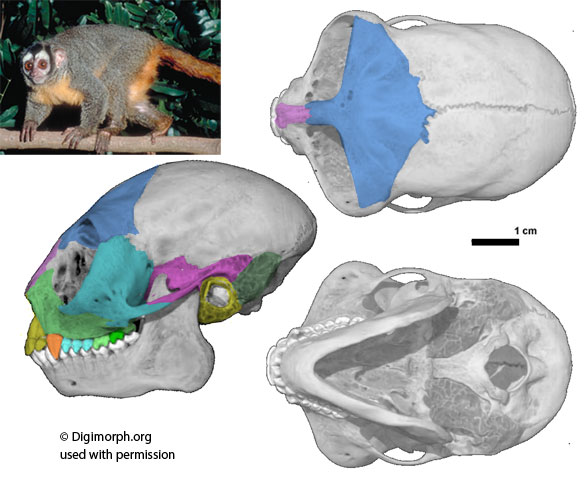 Aotus skull