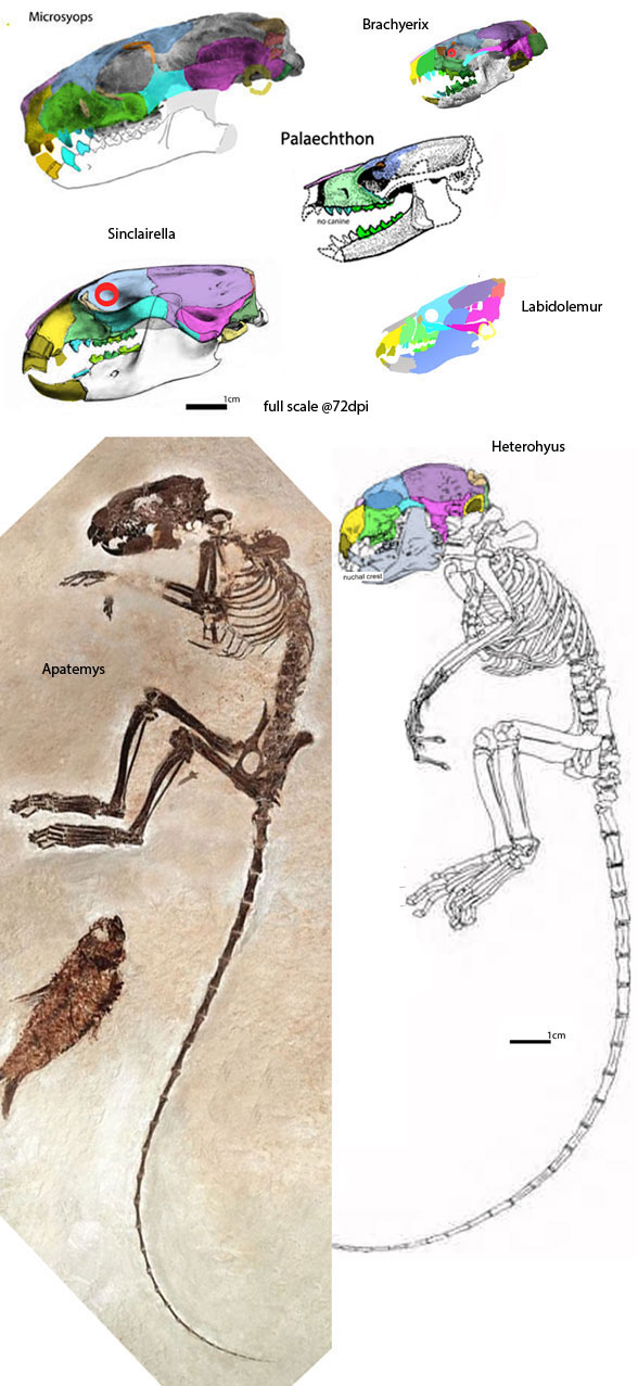 Apatemyidae to scale