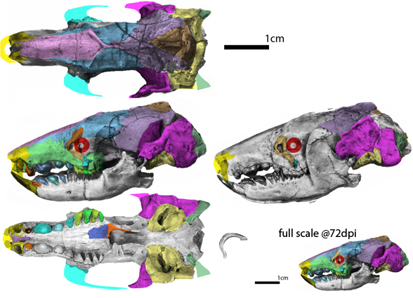 Apternodus skull