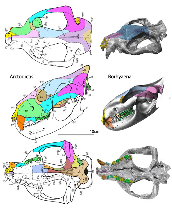 Arctodictis and Borhyaena skulls