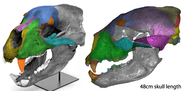 Arctodus skull