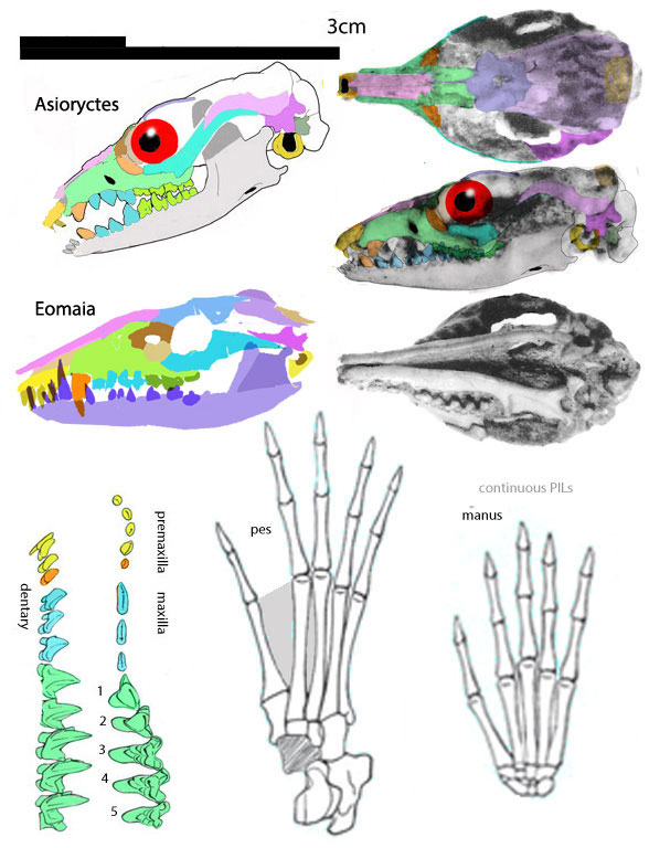 Asioryctes holotype