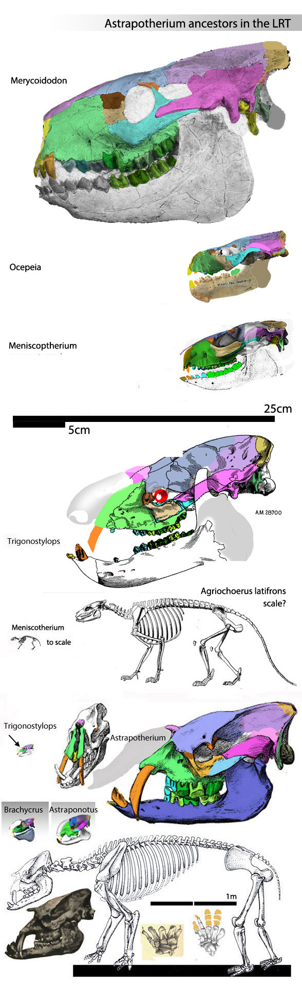 Astrapotherium evolution