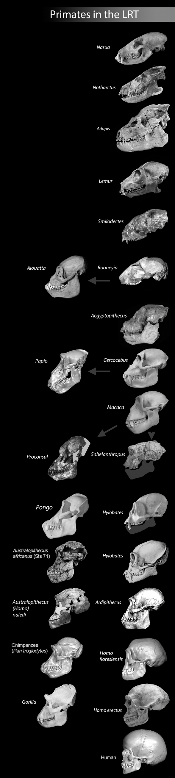 Notharctus is basal to Homo in this lineage