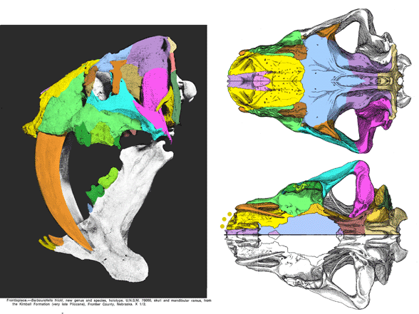 Barbourofelis fricki skull