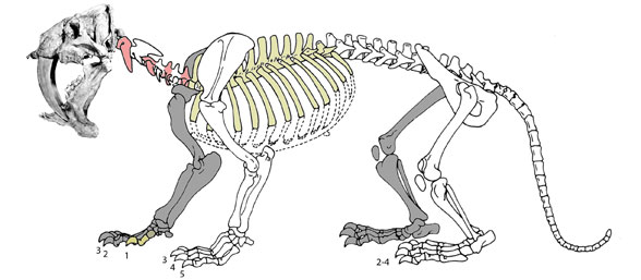 Barbourofelis_skeleton