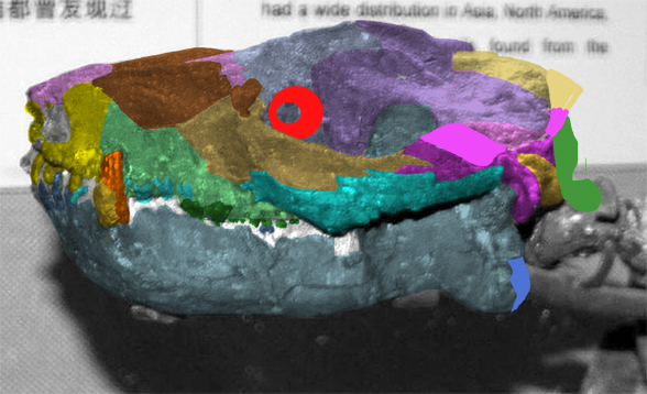 Bemalambda skull