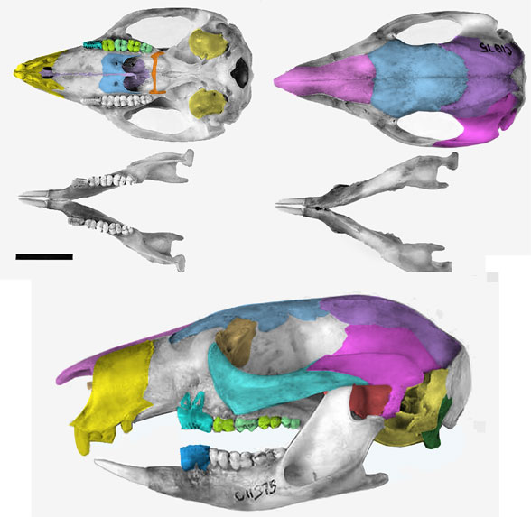 Bettongia skull