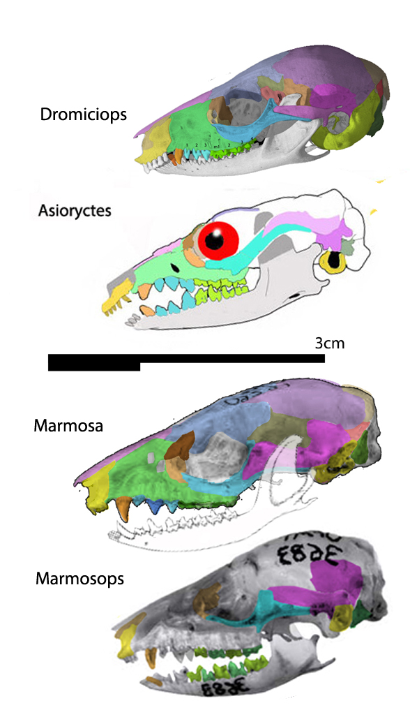 Bishops and Asioryctes