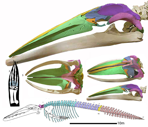 Blue whale, Balaenoptera musculus