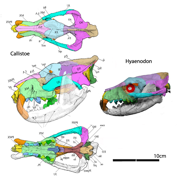 Callistoe skull