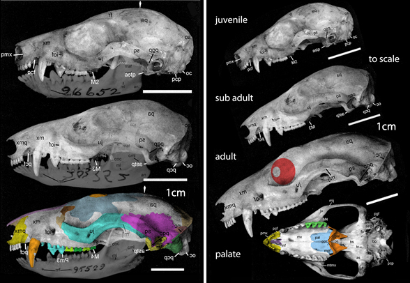 Caluromys skull lateral