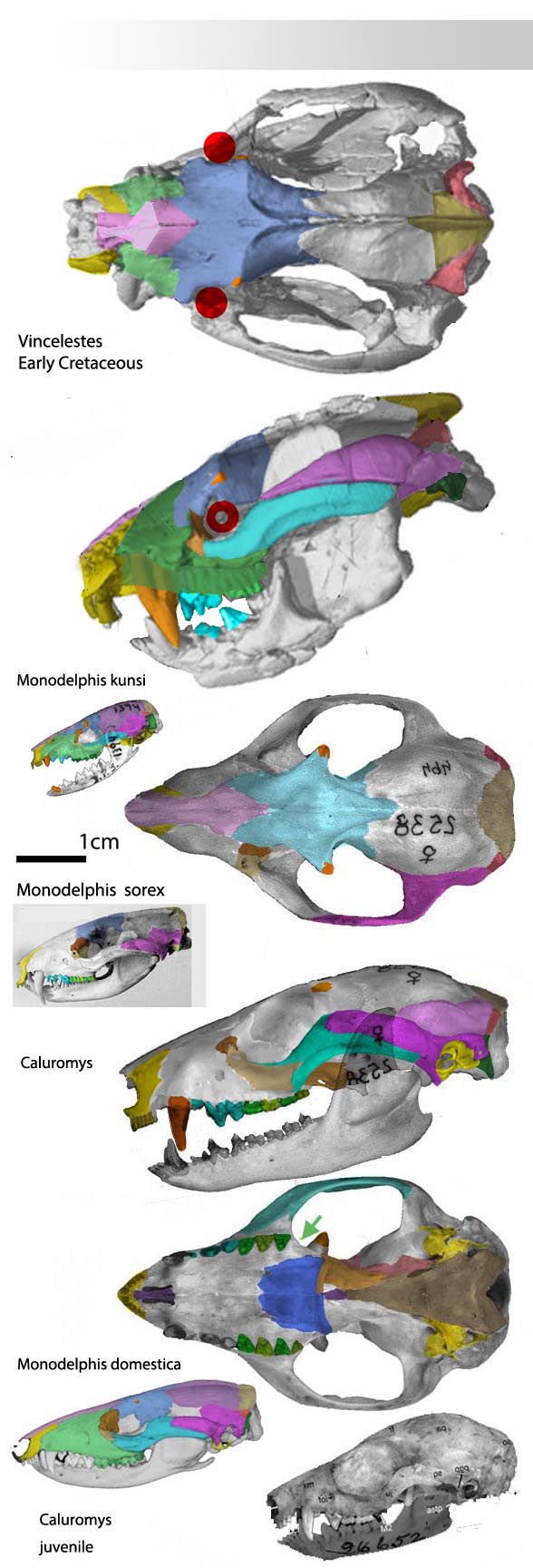 Caluromys skull