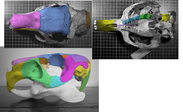 Capybara Hydrochoerus skull