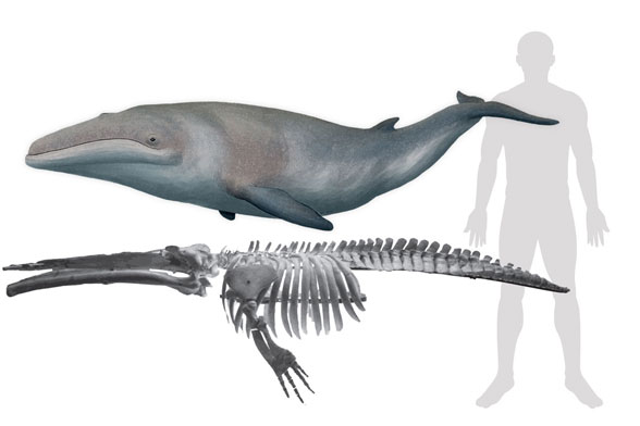 Cetotherium to scale