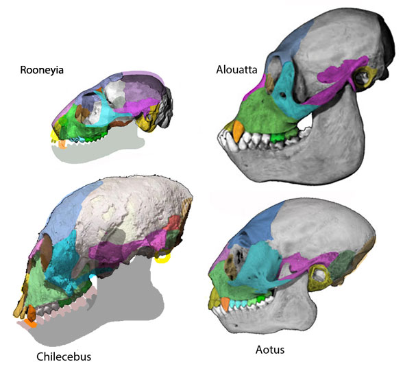 chilecebus compared