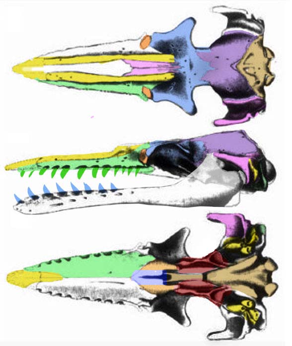 Chonecetus skull