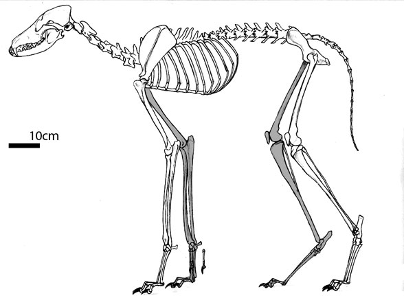 Chrysocyon