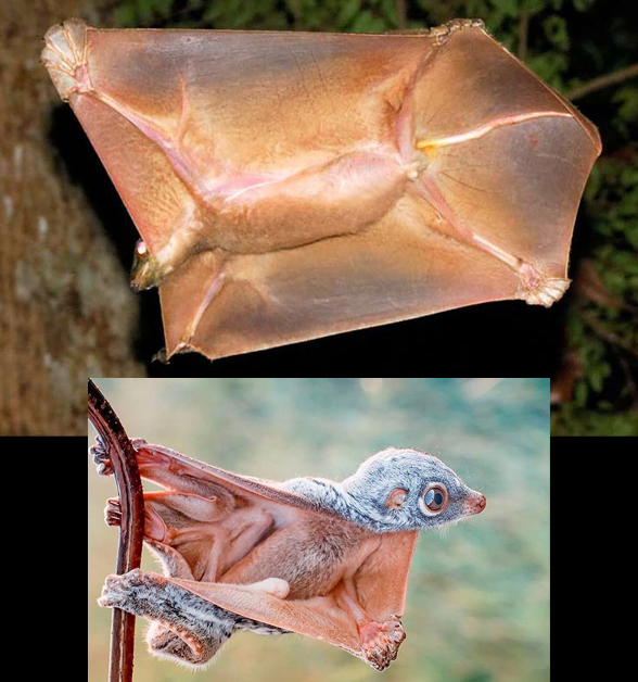 Colugo gliding