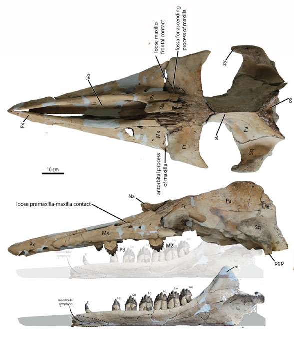 Coronodon