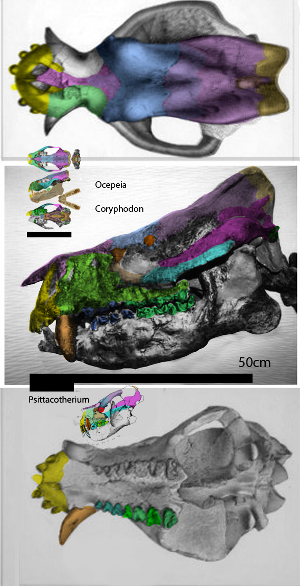 Coryphodon skull