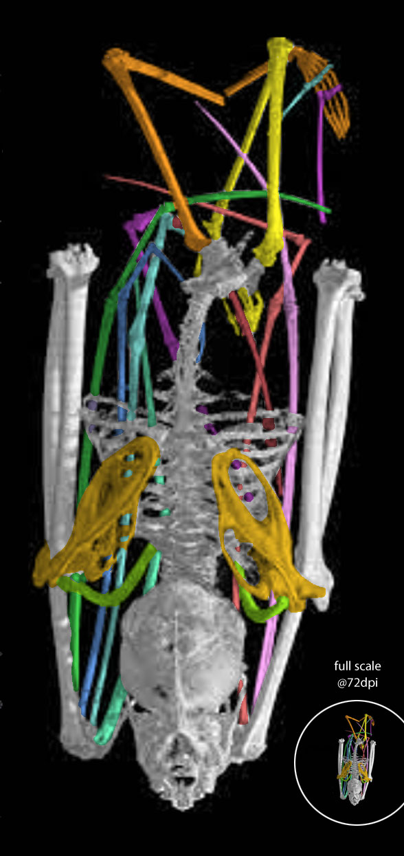 Craseonycteris skeleton