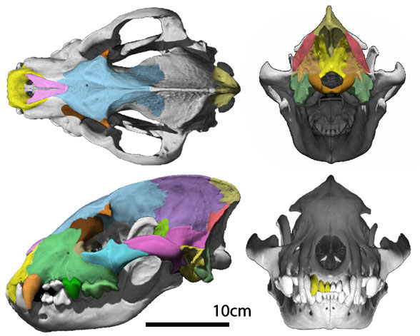 Crocuta skull 