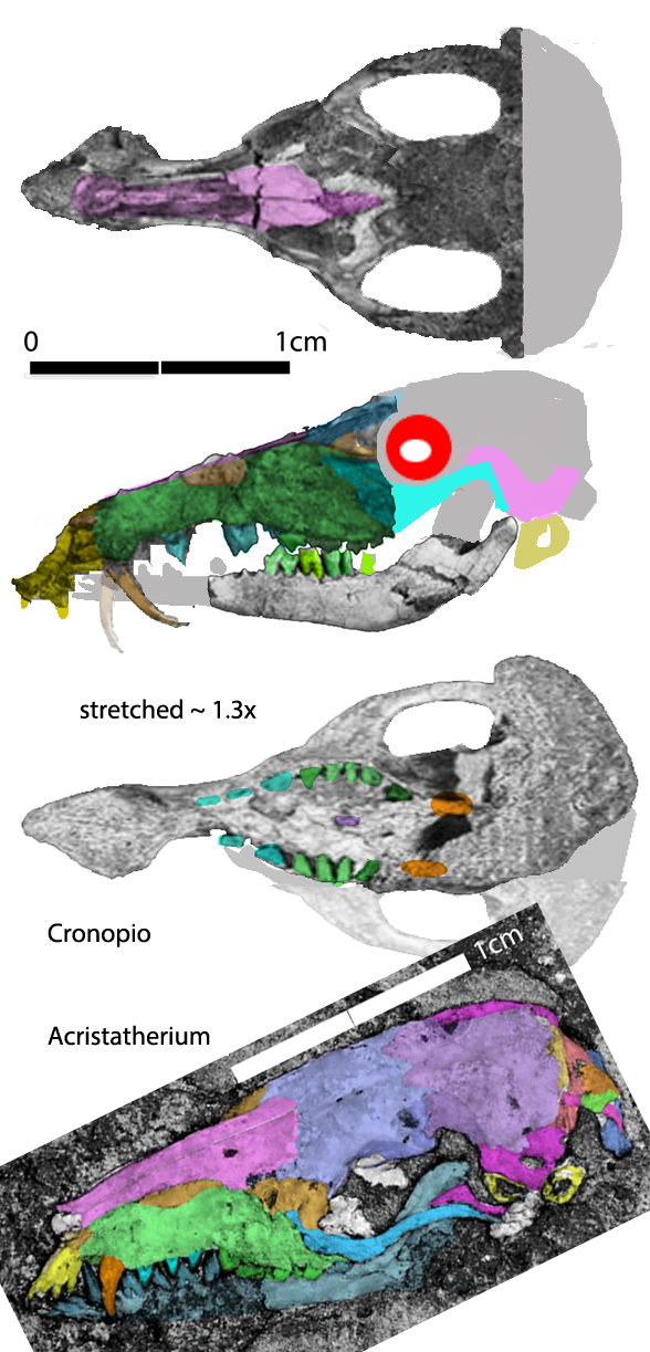 Cronopio tracing