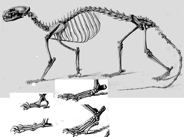 cryptoprocta skeleton diagram