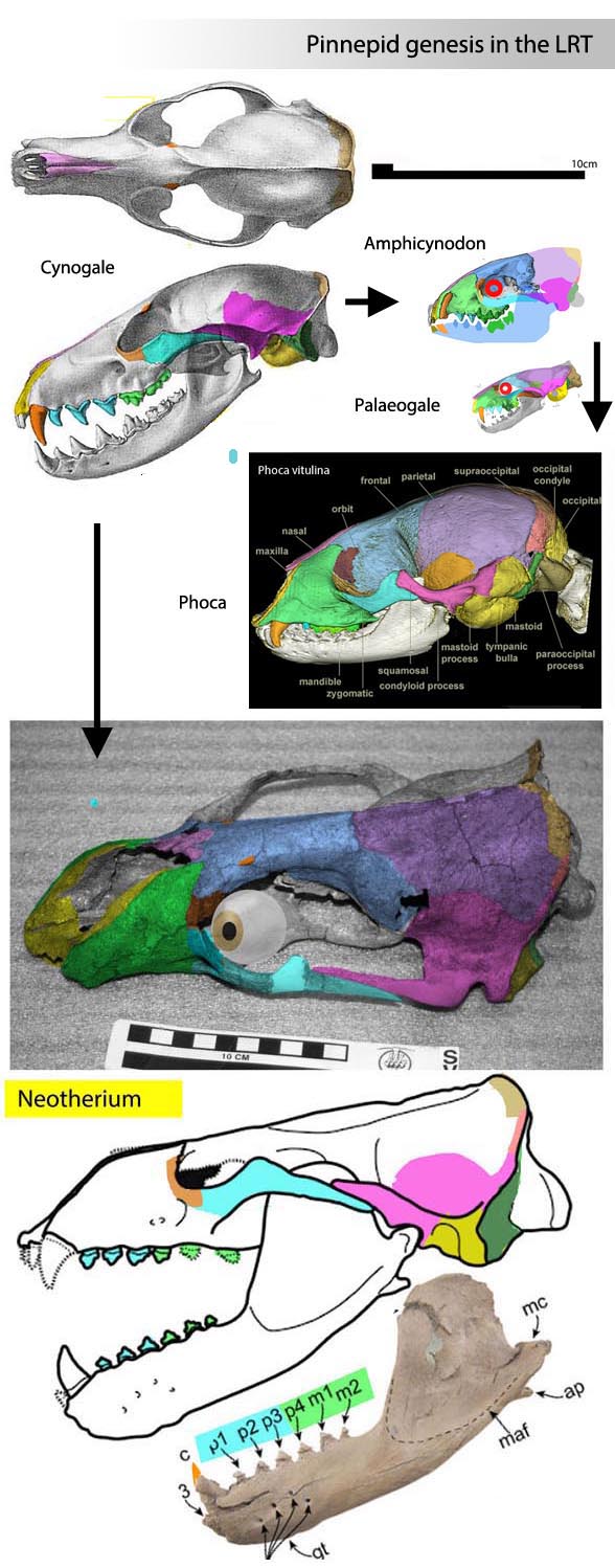 Cynogale skull compared