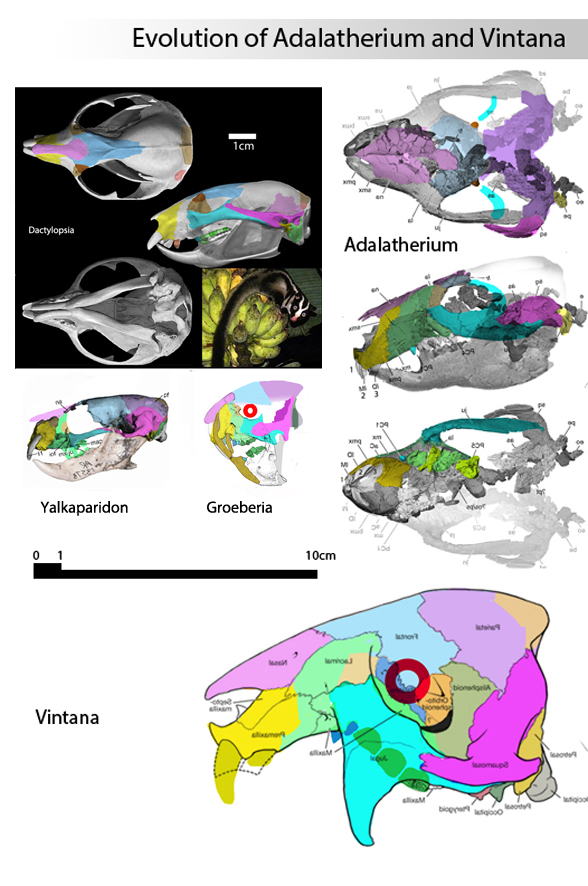 Dactylopsia Adalaterhium